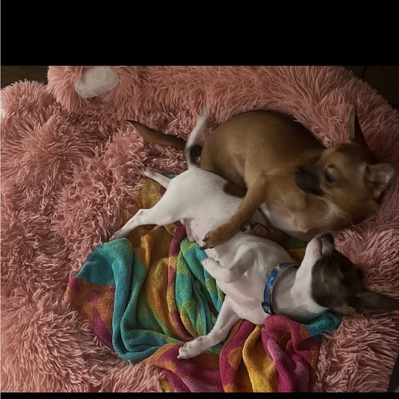 Moor and Lambchop they love their handmade crochet puppy blankets and sweatersπ - Picture 16 of 17